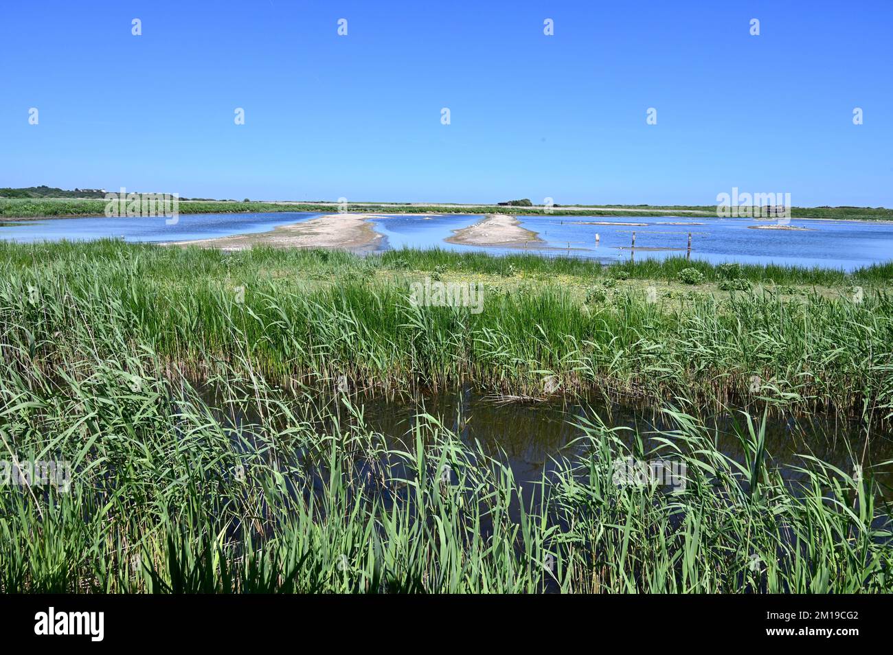 RSPB Minsmere Coastal nature Rerserve, Saxmundham, Suffolk, Royaume-Uni Banque D'Images