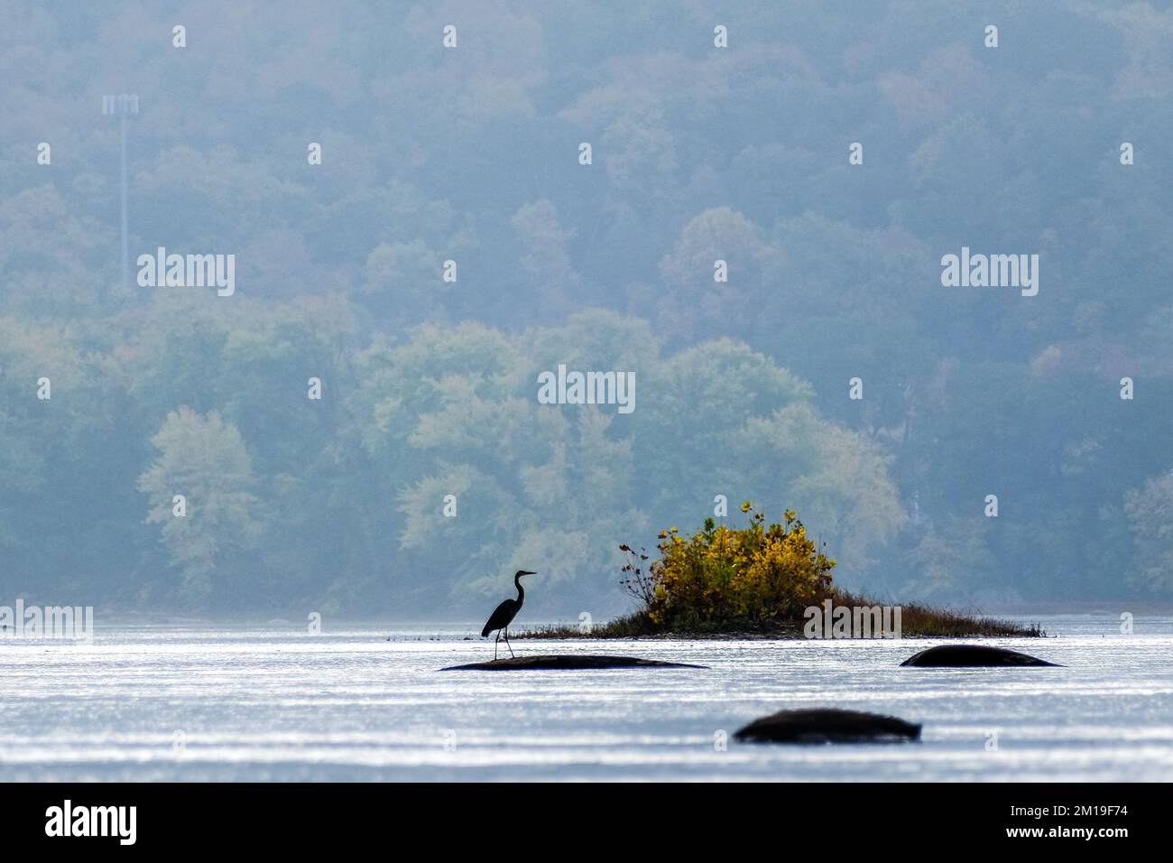 Grand héron bleu en automne sur la rivière Susquehanna, vallée de la rivière Susquehanna, près de Dauphin, Pennsylvanie, États-Unis, Région du centre de l'Atlantique. Banque D'Images