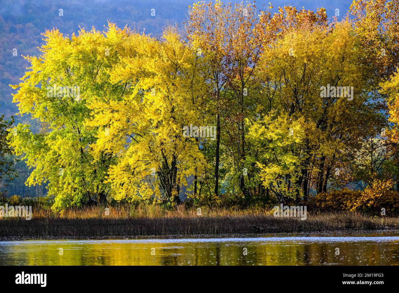 Automne sur la rivière Susquehanna, vallée de la rivière Susquehanna, près de Dauphin, Pennsylvanie, États-Unis, Région du centre de l'Atlantique. Banque D'Images