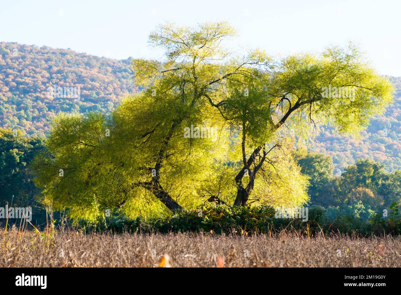 Automne sur la rivière Susquehanna, vallée de la rivière Susquehanna, près de Dauphin, Pennsylvanie, États-Unis, Région du centre de l'Atlantique. Banque D'Images