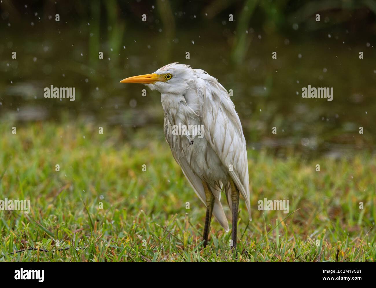 L'aigrette de bétail, Bubulcus ibis, perchée sous la pluie par temps froid. Banque D'Images