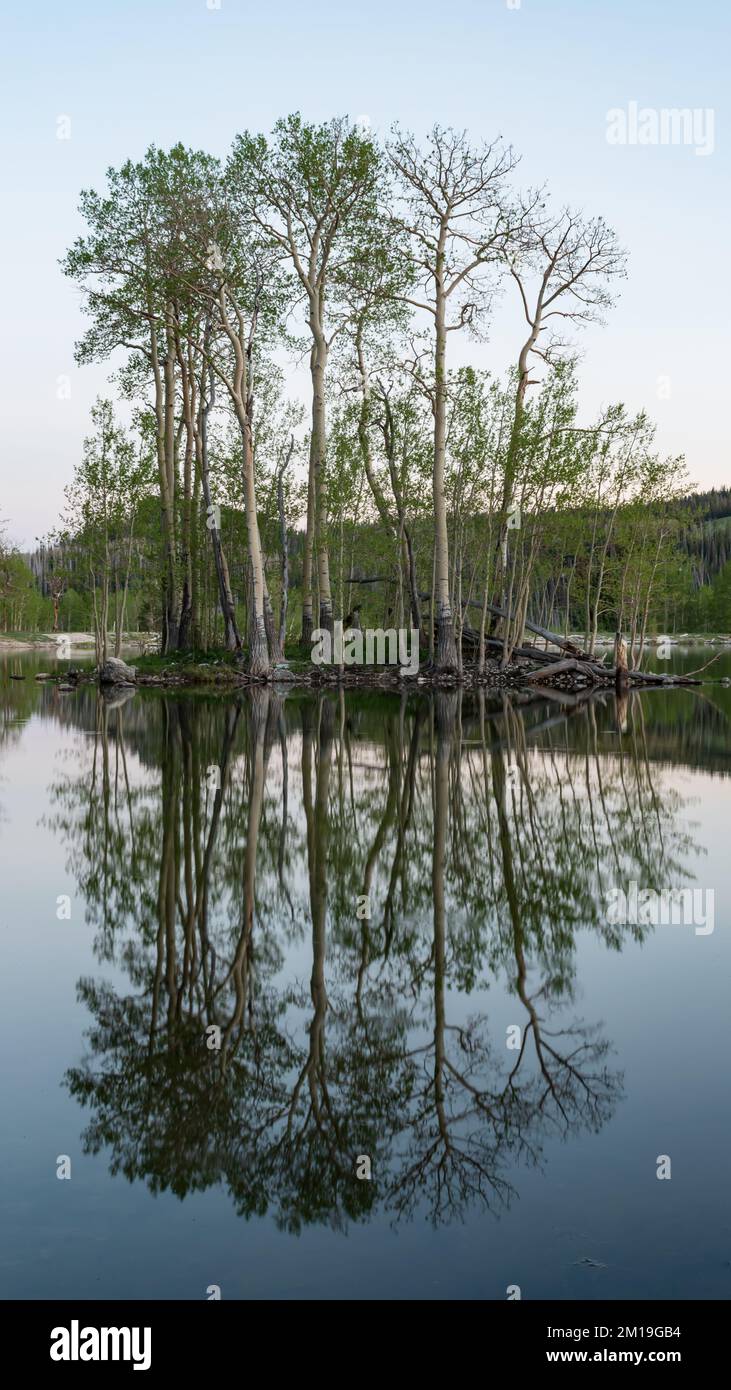 Photographie verticale des arbres Aspen dans le lac Banque D'Images