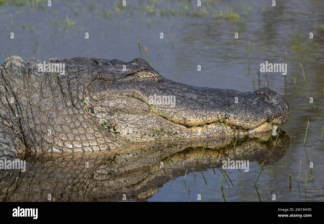 Alligator américain, Alligator mississippiensis, se reposant sur le froid jour de l'hiver. Texas. Banque D'Images
