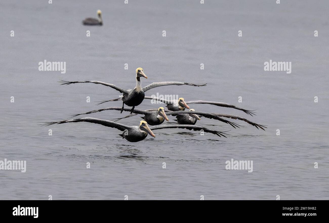 Groupe de pélicans bruns, Pelecanus occidentalis, volant à travers un lagon peu profond, en hiver. Texas. Banque D'Images