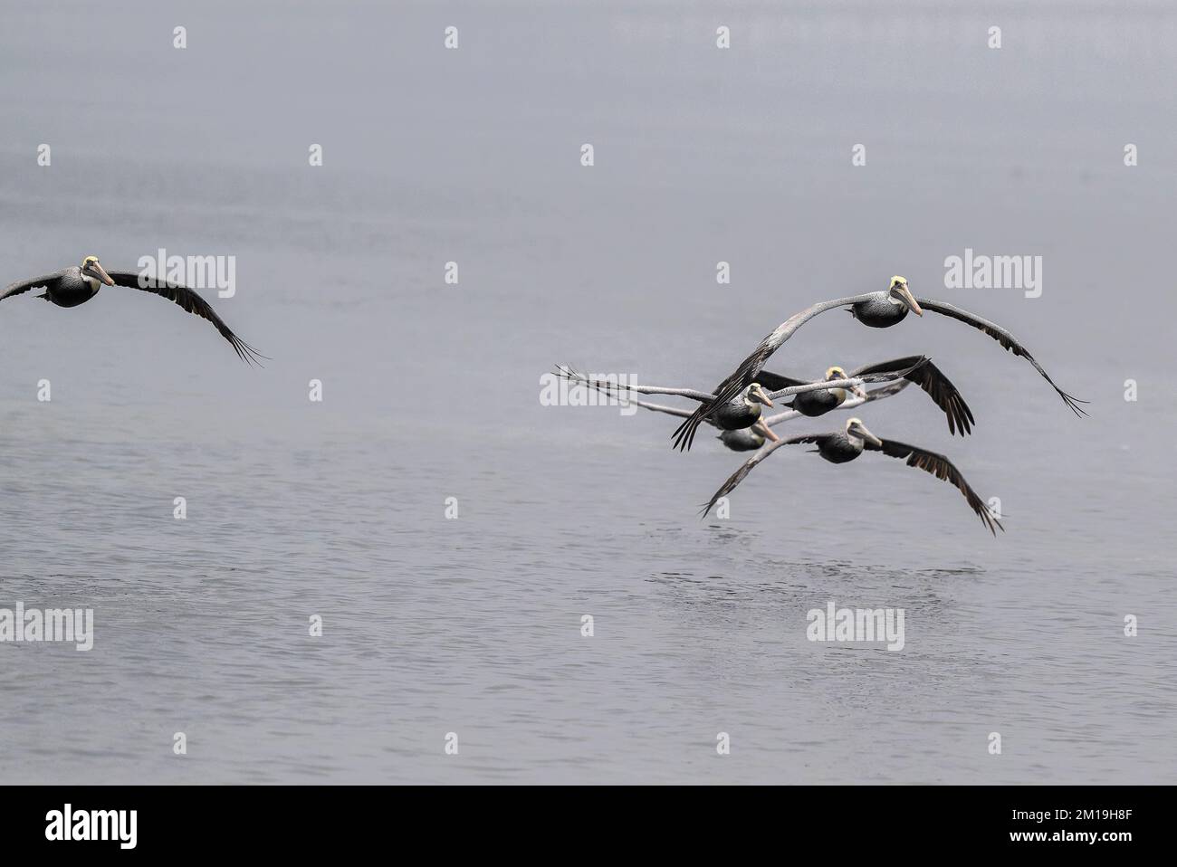 Groupe de pélicans bruns, Pelecanus occidentalis, volant à travers un lagon peu profond, en hiver. Texas. Banque D'Images