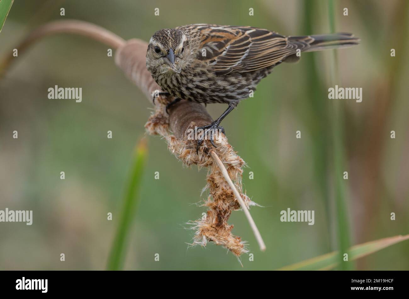 Les femelles de blackbird ailé, Agelaius phoeniceus, se nourrissent de graines de queue de chat en hiver. Banque D'Images