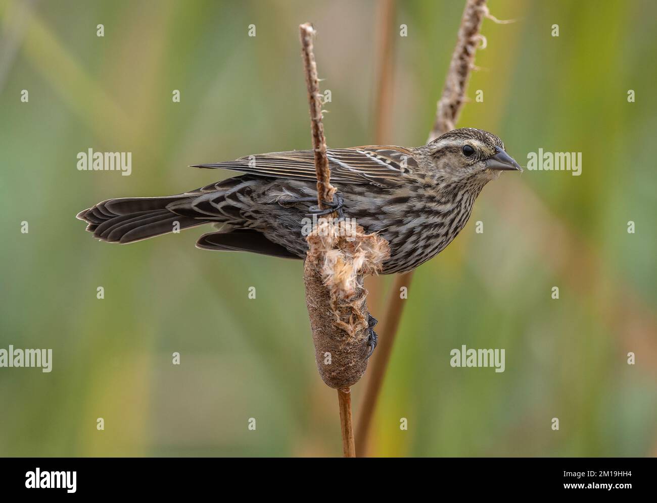 Les femelles de blackbird ailé, Agelaius phoeniceus, se nourrissent de graines de queue de chat en hiver. Banque D'Images