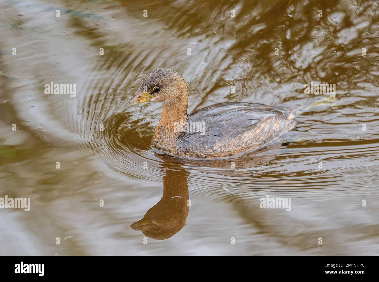 Grebe à bec de pied, Podilymbus podiceps, se nourrissant dans le lac en hiver. Banque D'Images