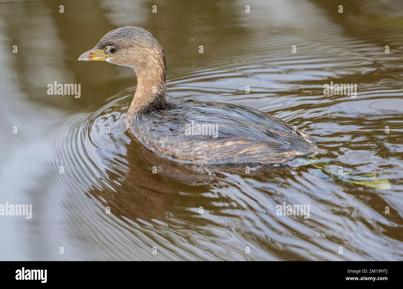 Grebe à bec de pied, Podilymbus podiceps, se nourrissant dans le lac en hiver. Banque D'Images