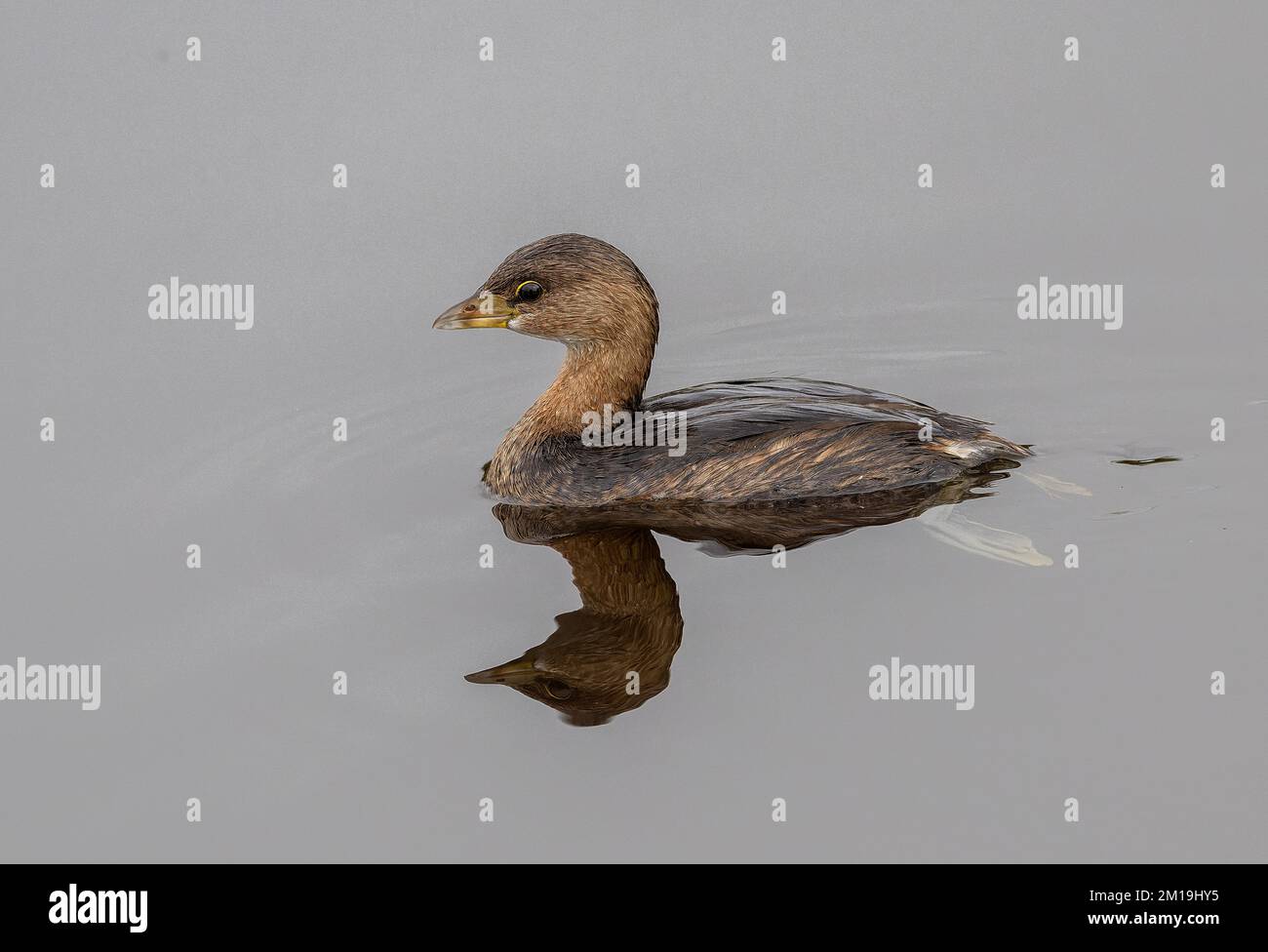 Grebe à bec de pied, Podilymbus podiceps, se nourrissant dans le lac en hiver. Banque D'Images