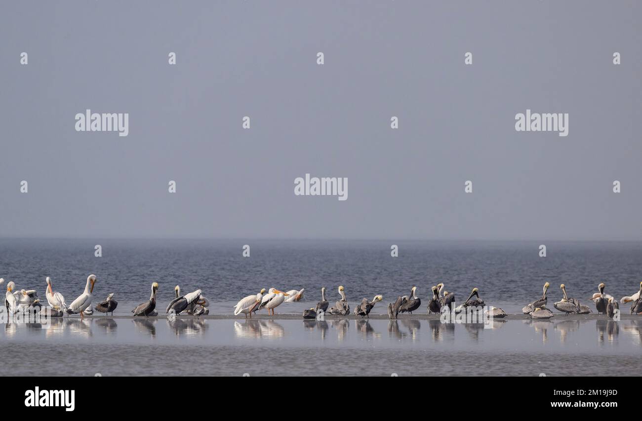 Pélicans bruns, Pelecanus occidentalis et pélicans blancs américains, Pelecanus erythrorhynchos, piquant sur une barre de sable dans le Lagun hypersaliné peu profond Banque D'Images