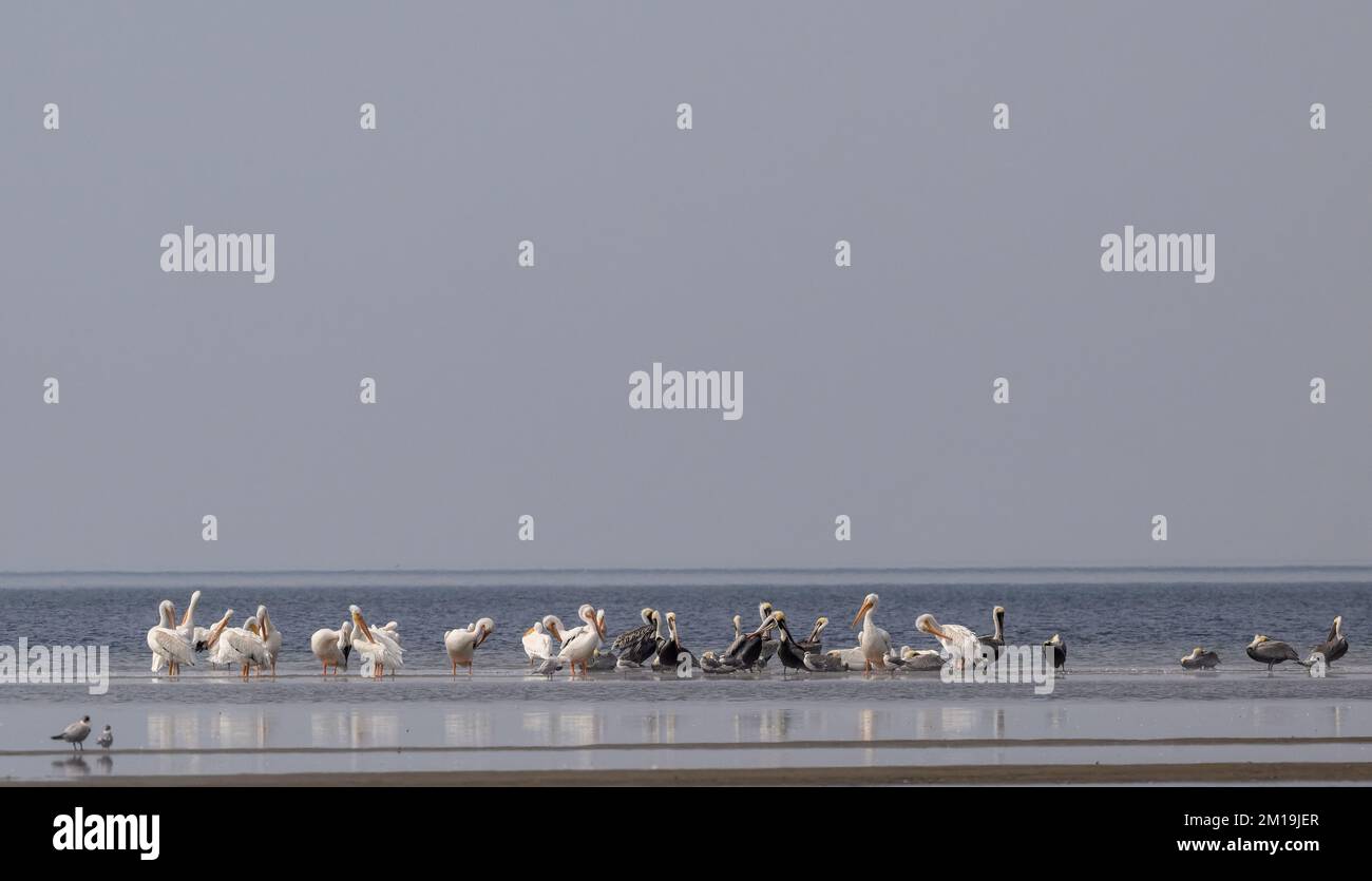 Pélicans bruns, Pelecanus occidentalis et pélicans blancs américains, Pelecanus erythrorhynchos, piquant sur une barre de sable dans le Lagun hypersaliné peu profond Banque D'Images