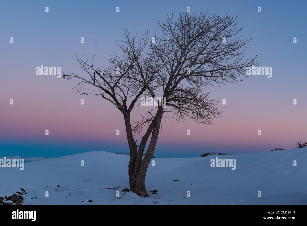 Bare Tree contre un ciel aux couleurs douces à l'heure bleue après le coucher du soleil Banque D'Images