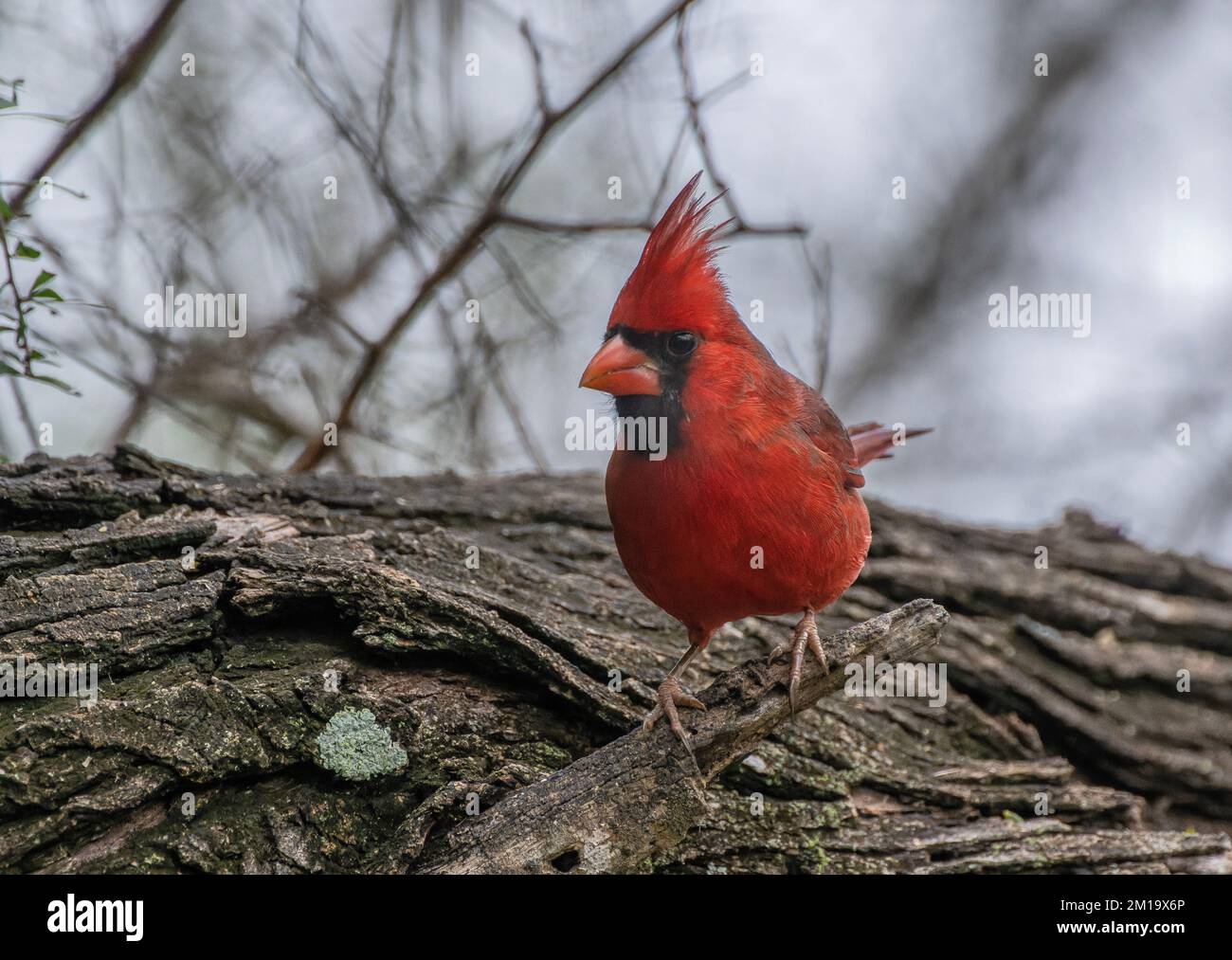 Cardinal du Nord mâle, Cardinalis cardinalis, qui arrive à la mangeoire à oiseaux des bois, en hiver; Texas. Banque D'Images