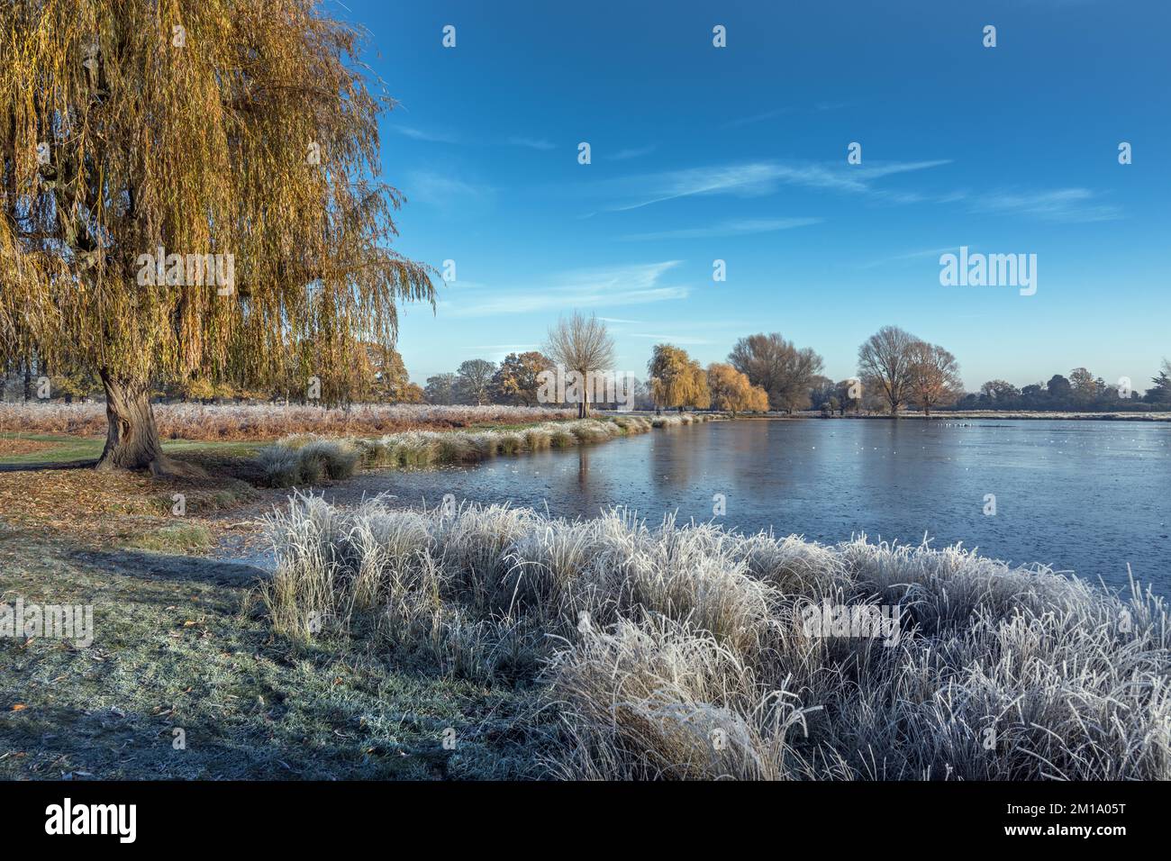 Vue sur le mois de décembre glacé avec étang et saule pleureur au parc Bushy de Surrey, au Royaume-Uni Banque D'Images