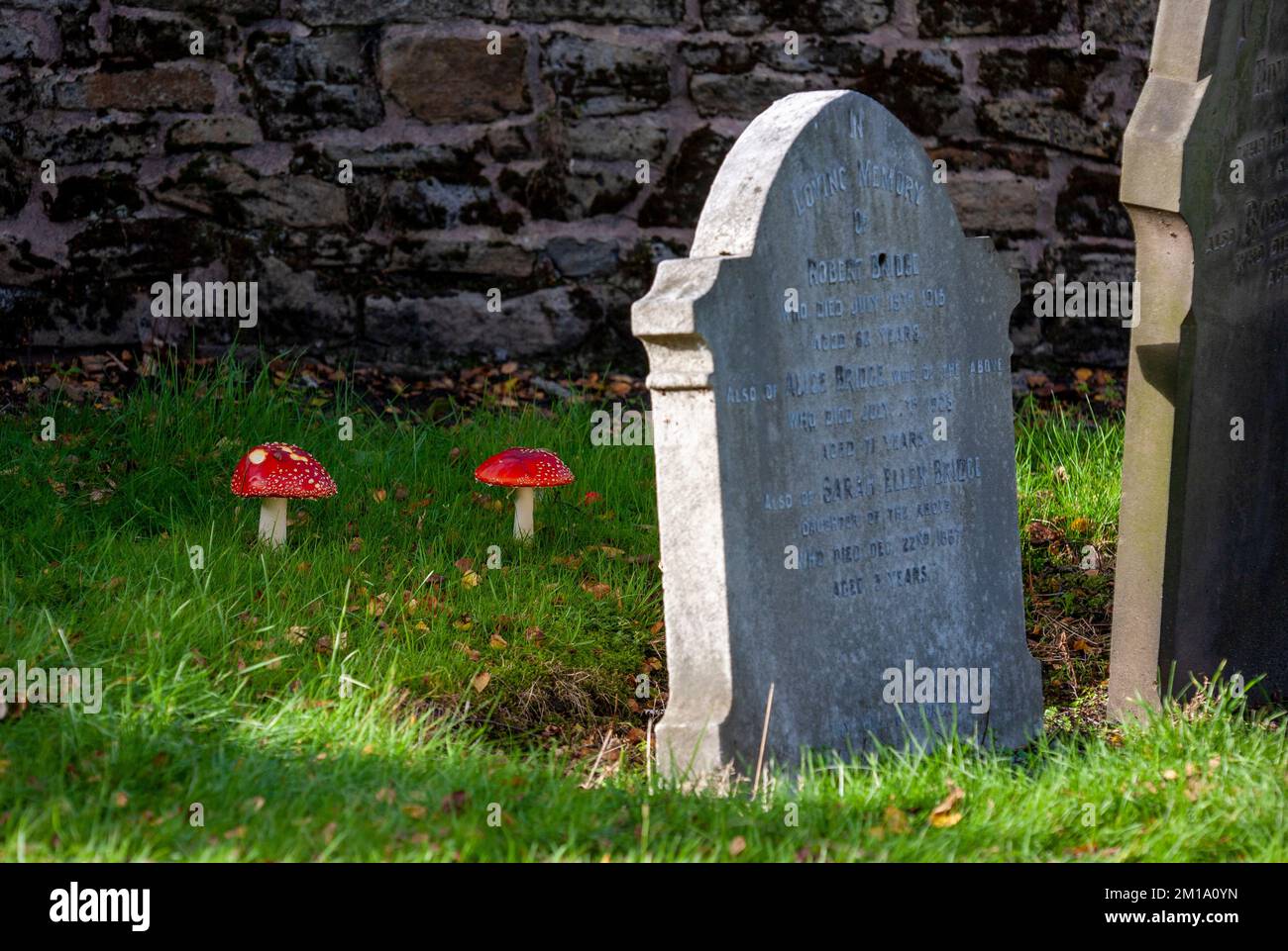 Mouche agarique Amanita muscaria tabourets poussant près de graviers, cimetière de l'église de Rufford, Lancashire, Angleterre. 2022 Banque D'Images