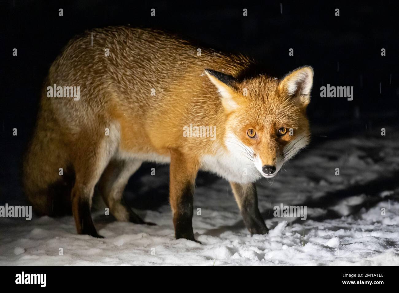 Un renard visite un jardin à Hailsham ce soir alors que des rafales de neige commencent à tomber dans le sud-est du pays. East Sussex, Royaume-Uni. Crédit : Ed Brown/Alamy Live News Banque D'Images