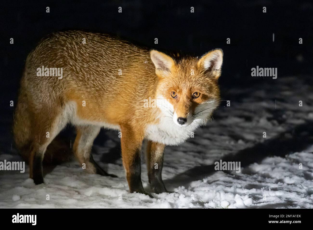 Un renard visite un jardin à Hailsham ce soir alors que des rafales de neige commencent à tomber dans le sud-est du pays. East Sussex, Royaume-Uni. Crédit : Ed Brown/Alamy Live News Banque D'Images