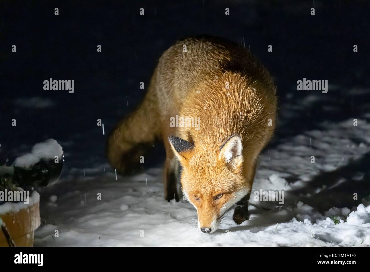 Un renard visite un jardin à Hailsham ce soir alors que des rafales de neige commencent à tomber dans le sud-est du pays. East Sussex, Royaume-Uni. Crédit : Ed Brown/Alamy Live News Banque D'Images