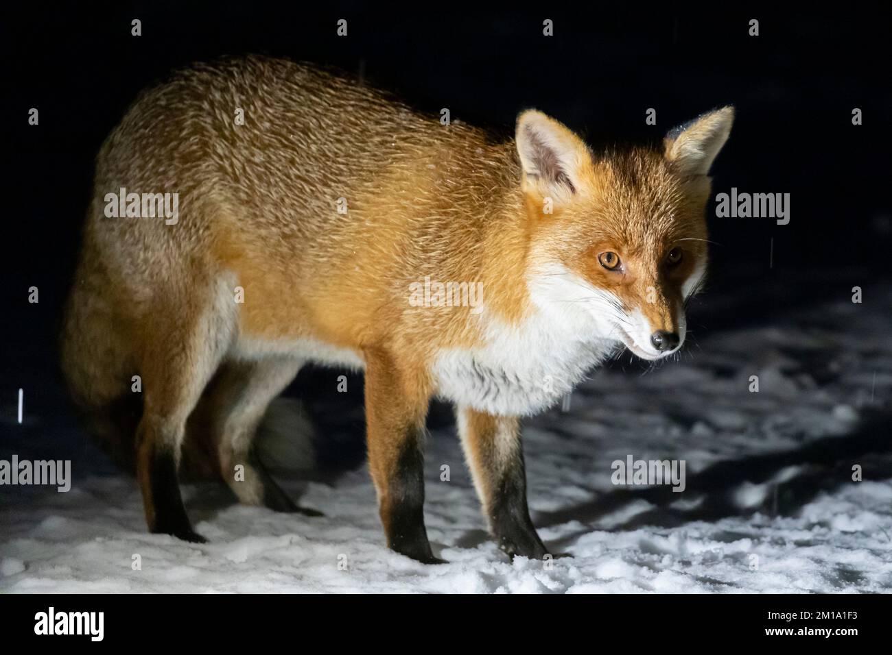 Un renard visite un jardin à Hailsham ce soir alors que des rafales de neige commencent à tomber dans le sud-est du pays. East Sussex, Royaume-Uni. Crédit : Ed Brown/Alamy Live News Banque D'Images