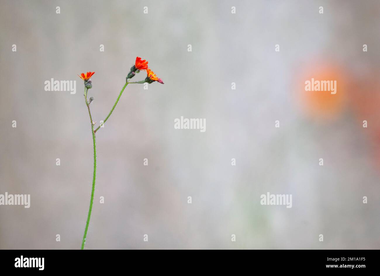 Renard et petits, Pilosella aurantiaca, plante coulant. Cimetière de Rufford, Lancashire, Angleterre. 2022 Banque D'Images