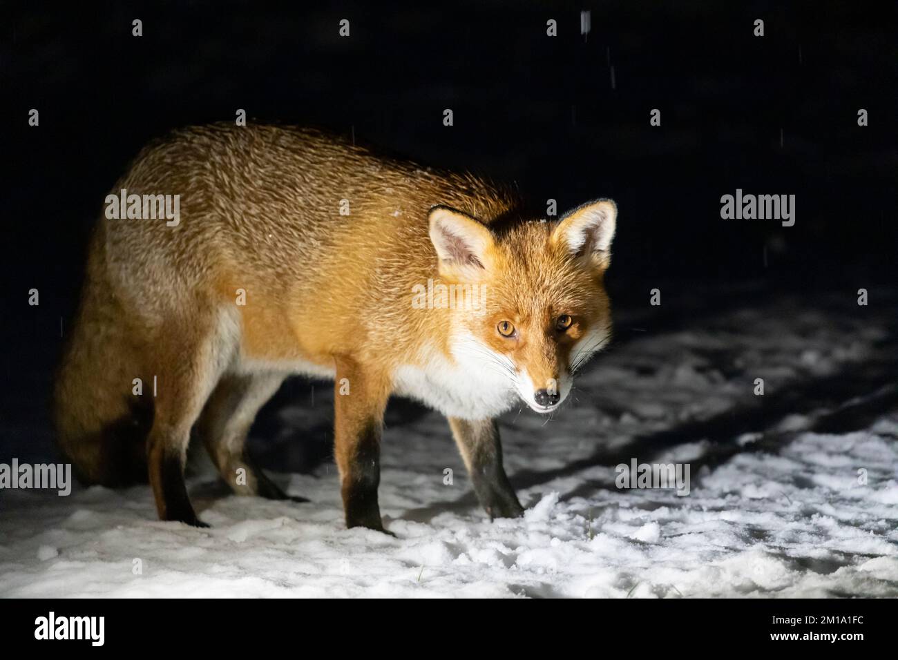 Un renard visite un jardin à Hailsham ce soir alors que des rafales de neige commencent à tomber dans le sud-est du pays. East Sussex, Royaume-Uni. Crédit : Ed Brown/Alamy Live News Banque D'Images
