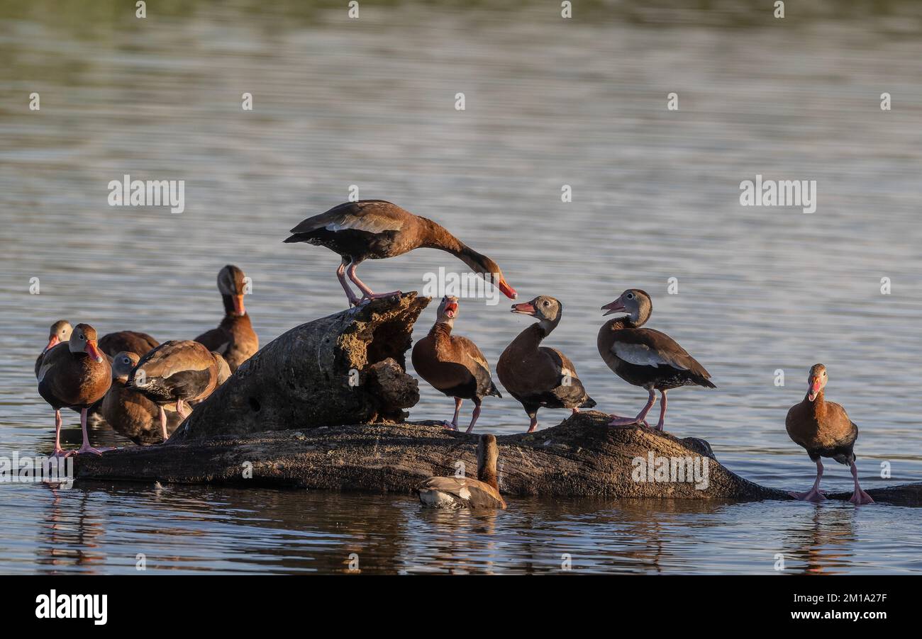 Canards sifflants à ventre noir, Dendrocygna autumnalis, jostling pour la meilleure position dans le roost. Hiver, Texas. Banque D'Images