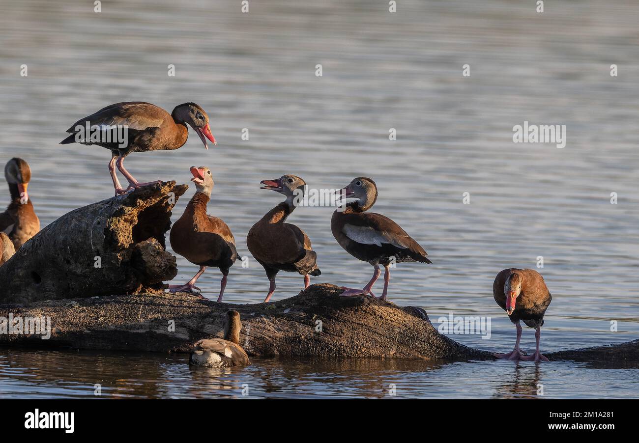 Canards sifflants à ventre noir, Dendrocygna autumnalis, jostling pour la meilleure position dans le roost. Hiver, Texas. Banque D'Images