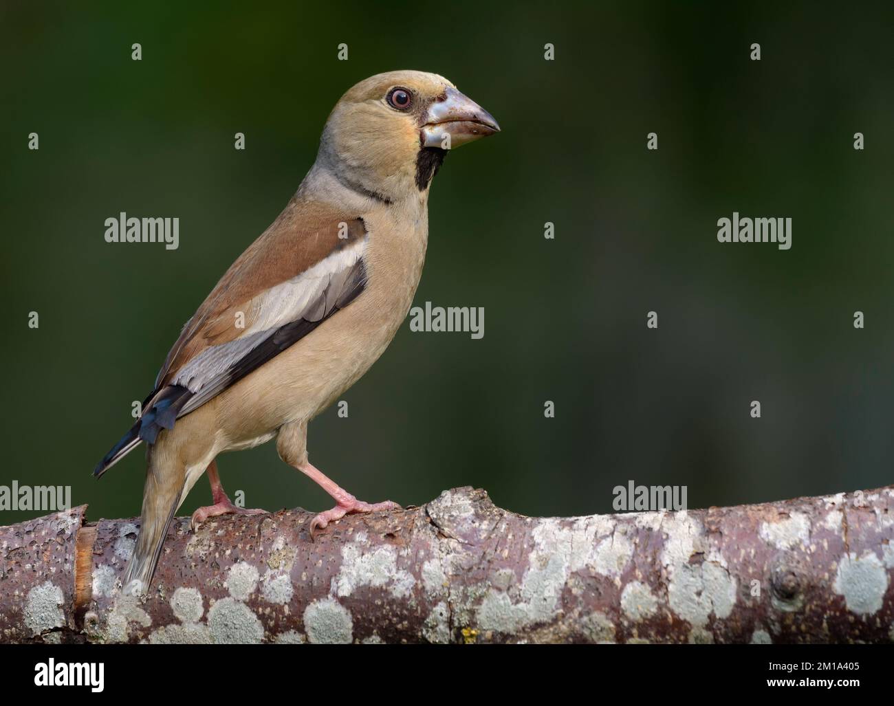 Femelle hawfinch (Coccothrautes coccothrautes) perchée sur une branche de lichen vieilli sec en forêt Banque D'Images