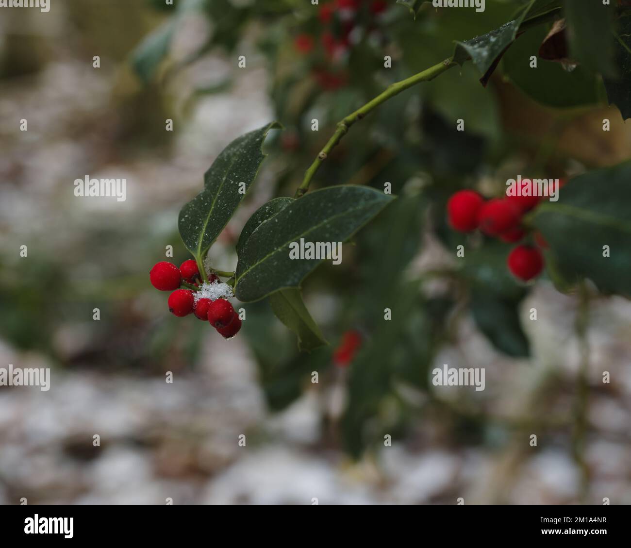 Frosty Holly, Northumberland Banque D'Images