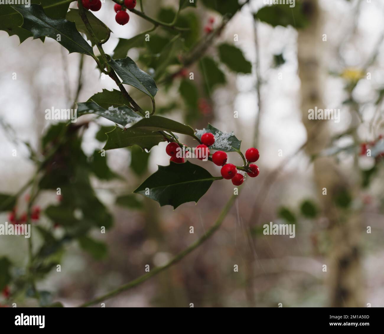 Frosty Holly, Northumberland Banque D'Images