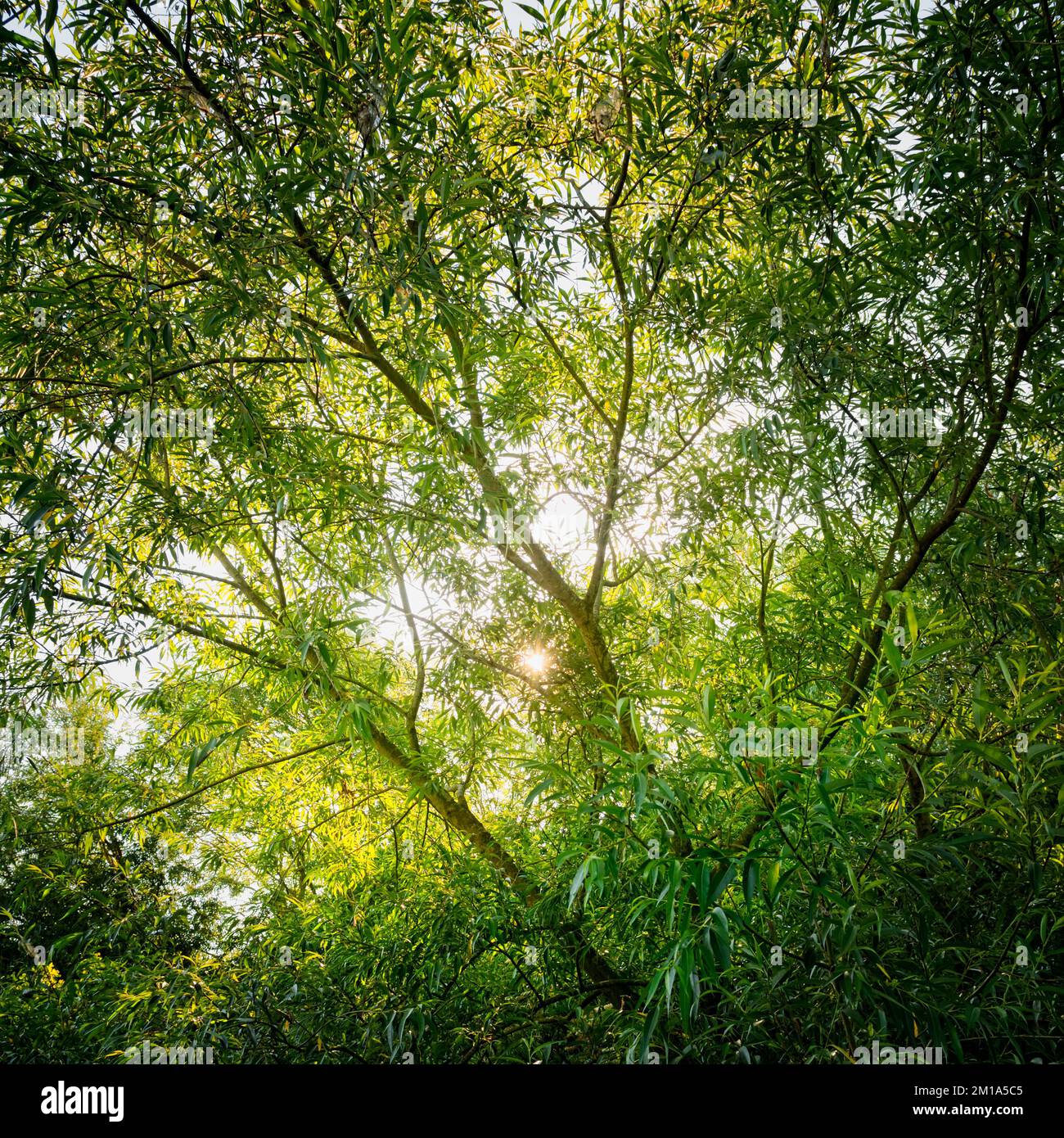 Lumière du soleil d'été filtrée à travers des arbres verts feuillus [format carré]. Banque D'Images