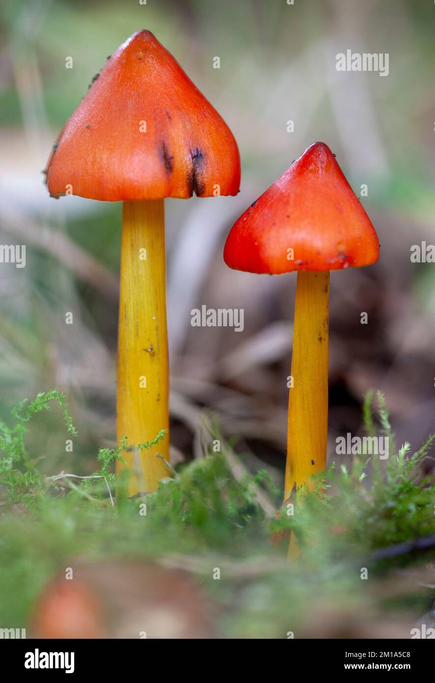 Waxcap de noircissement, champignon, Hygrocybe conica Lancashire, Angleterre. 2022 Banque D'Images