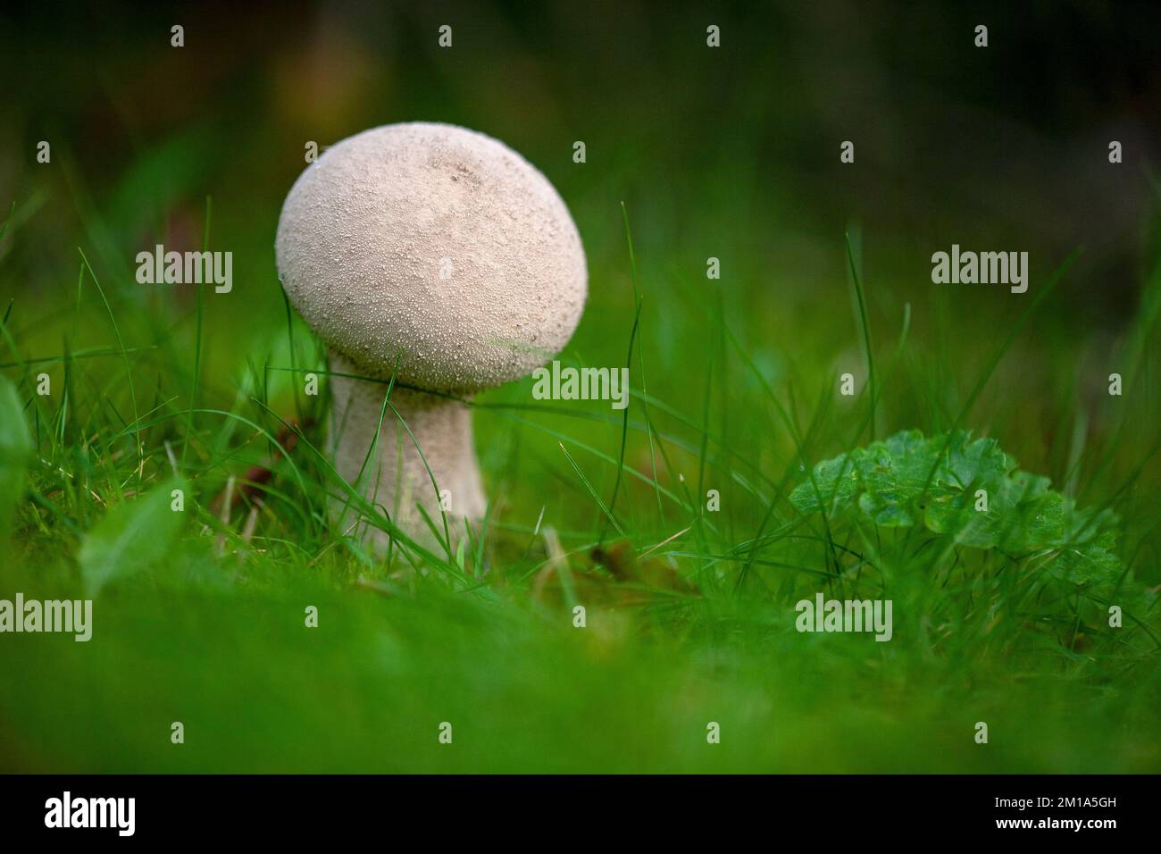 Champignons lycoperdon excipuliforme, communément connus sous le nom de champignon pileux, Lancashire, Angleterre. 2022 Banque D'Images