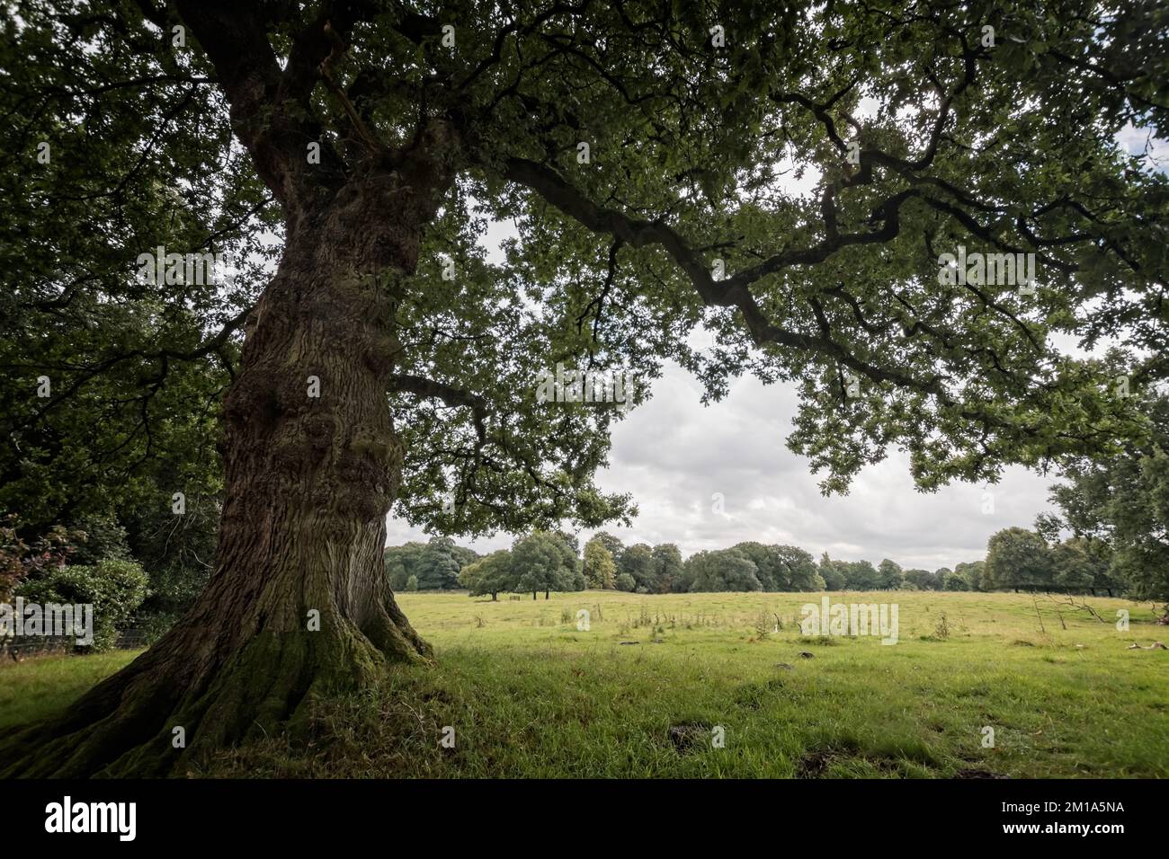 Tronc et branches d'un chêne à feuilles à Cheshire, Angleterre; s'étalant sur un pâturage par une journée d'été nuageux. Banque D'Images