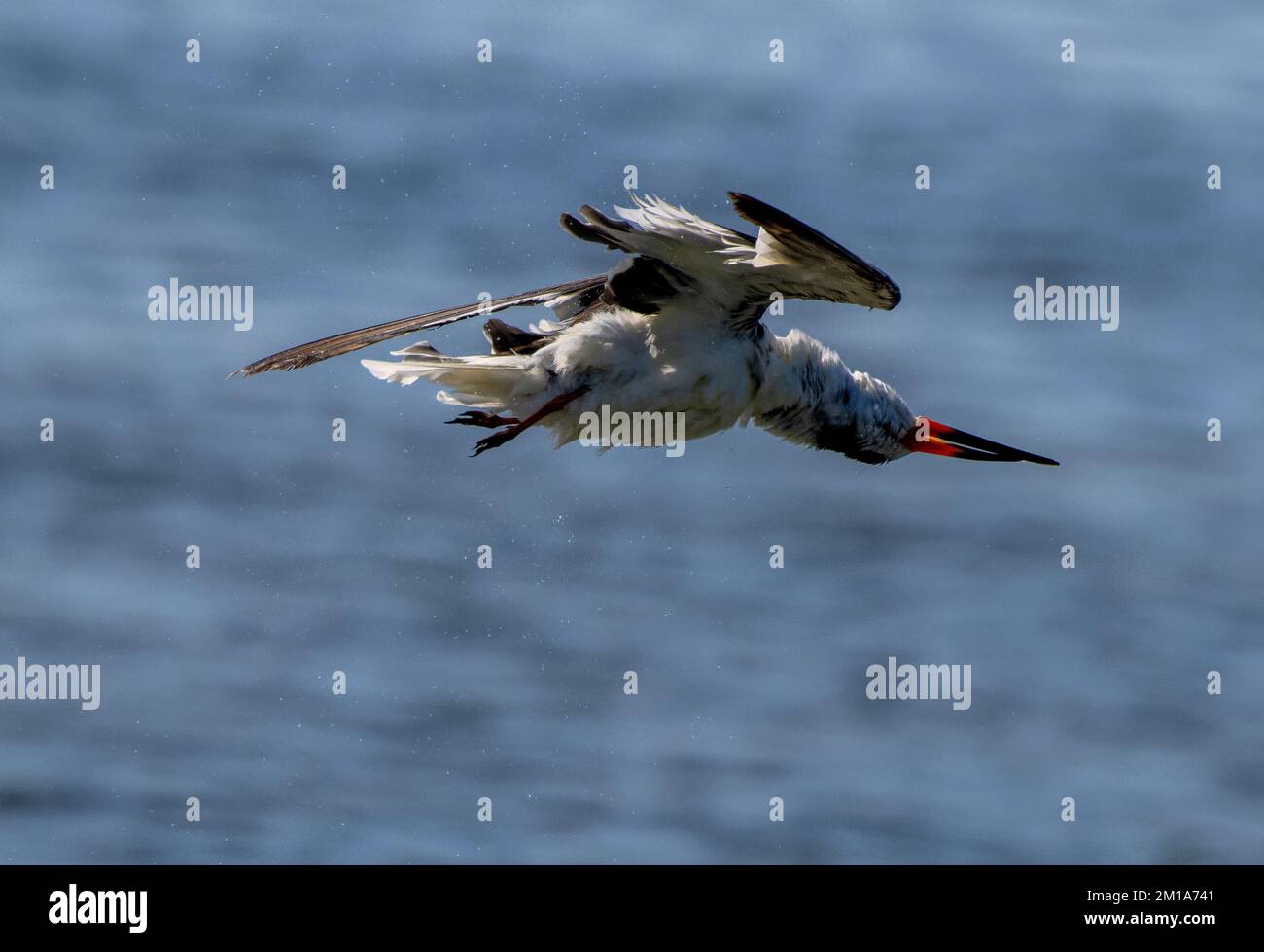 Black Skimmer, Rynchops niger, en vol au-dessus de la zone d'alimentation, secouant après s'être mouillé; Laguna Madre, Texas. Banque D'Images
