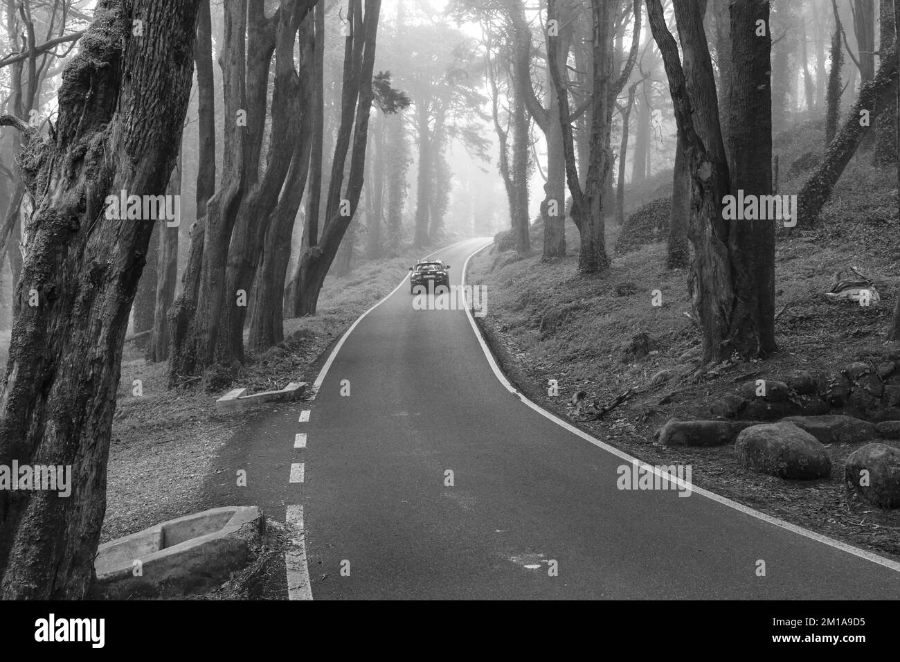Route dans une forêt couverte de brume et entourée de vieux arbres Banque D'Images