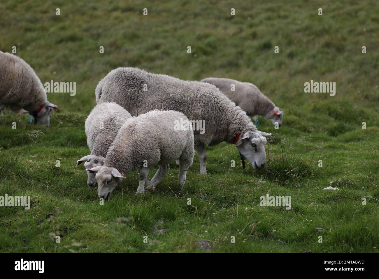 Moutons domestiques, Ovis aries, Eggum, îles Lofoten, Norvège Banque D'Images