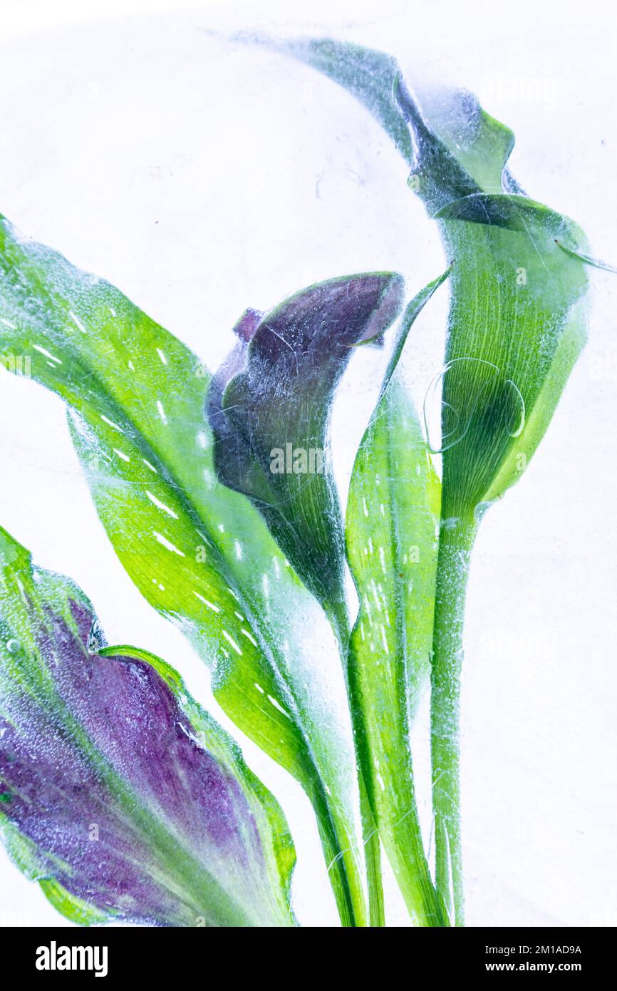 Feuilles et fleurs de Calla Lily congelées Banque D'Images