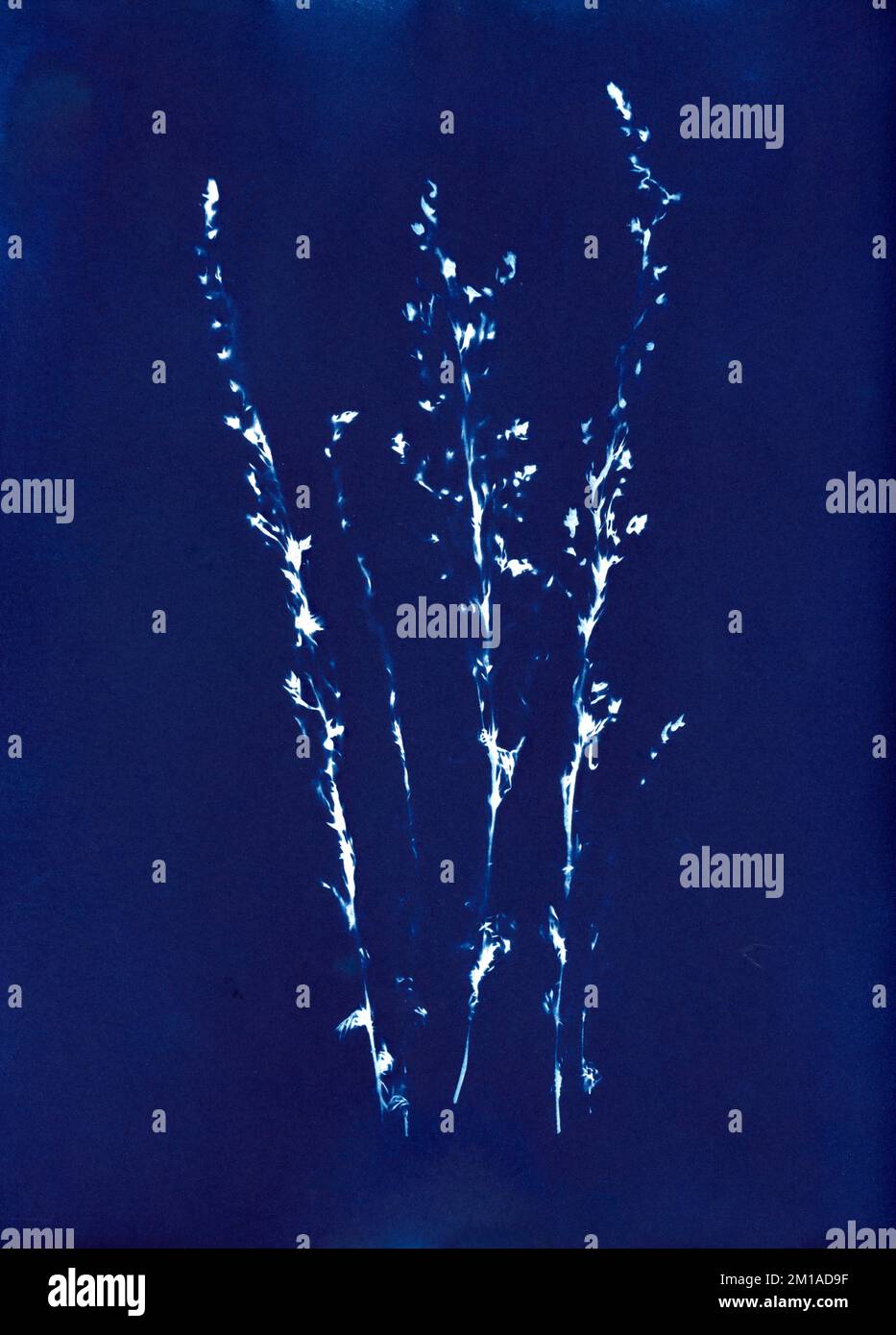 Salvia Verbenaca, sauge de prairie, silhouette sur fond bleu de Prusse, cyanotype procédé de photographie alternatif, Banque D'Images