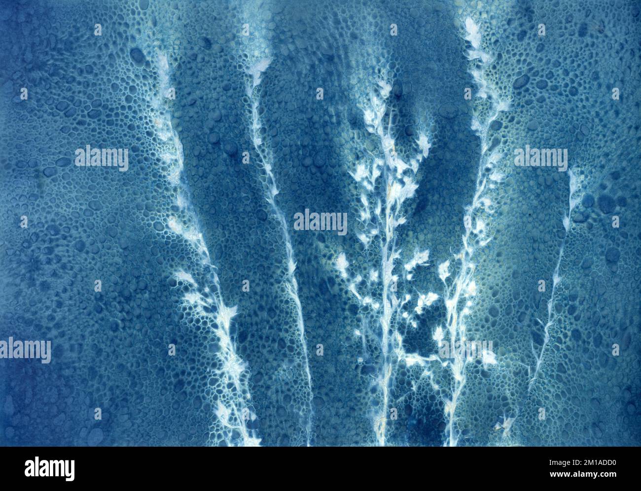 Salvia Verbenaca, sauge de prairie, silhouette sur fond bleu de Prusse, cyanotype procédé de photographie alternatif, Banque D'Images