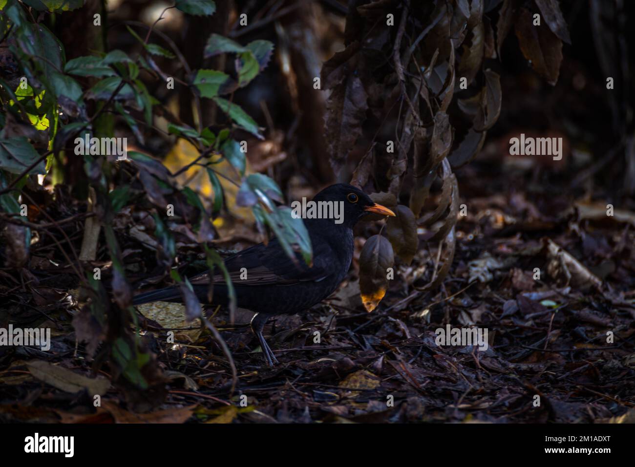 Oiseau noir se cachant dans les buissons Banque D'Images