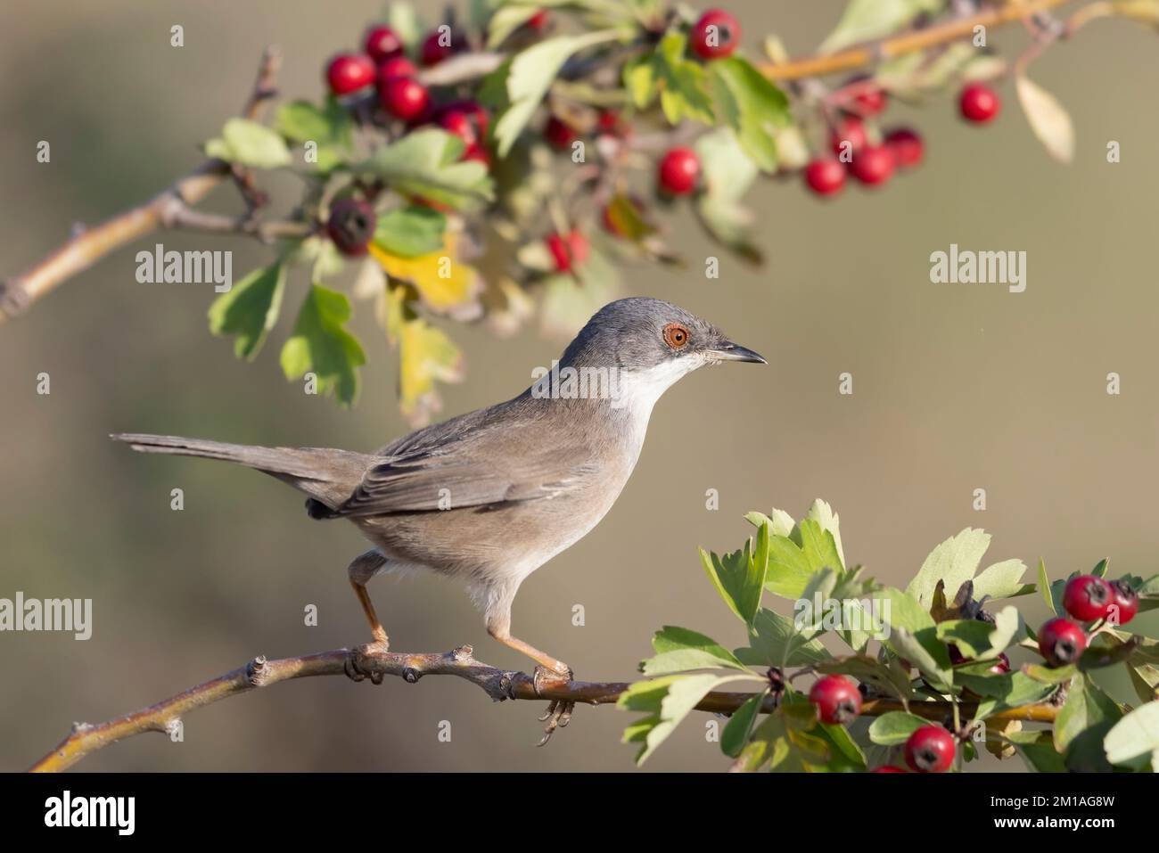 Paruline sarde femelle (Sylvia melanocephala) Banque D'Images