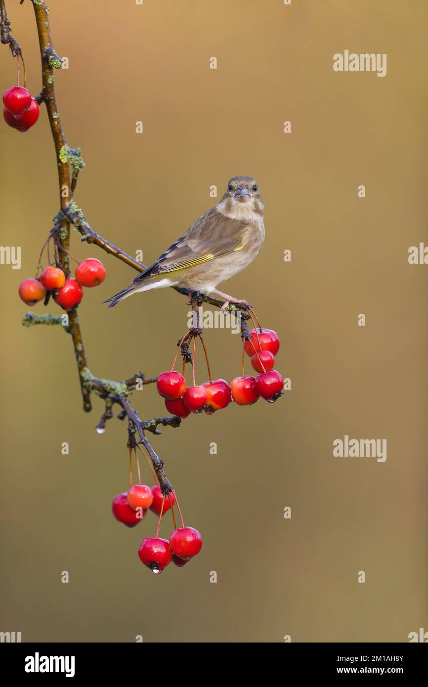 Carduelis chloris, femelle adulte perchée sur la branche de la pomme de crabe, Suffolk, Angleterre, décembre Banque D'Images