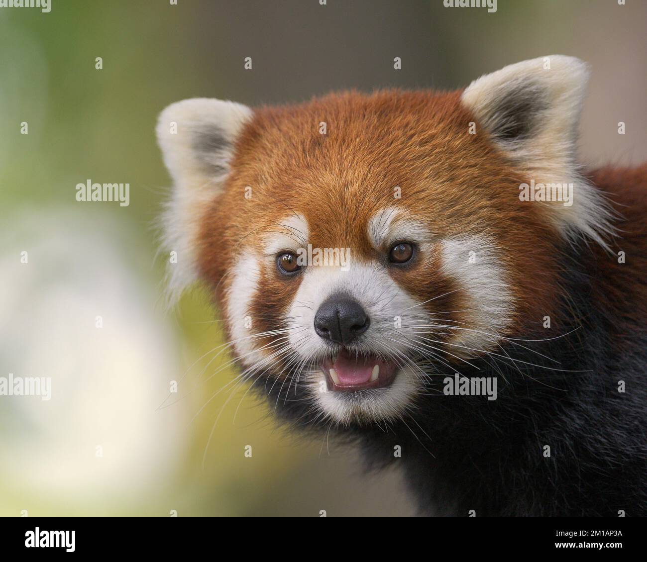 Jeune homme rouge panda (Ailuris fulgens) portrait de gros plan Banque D'Images