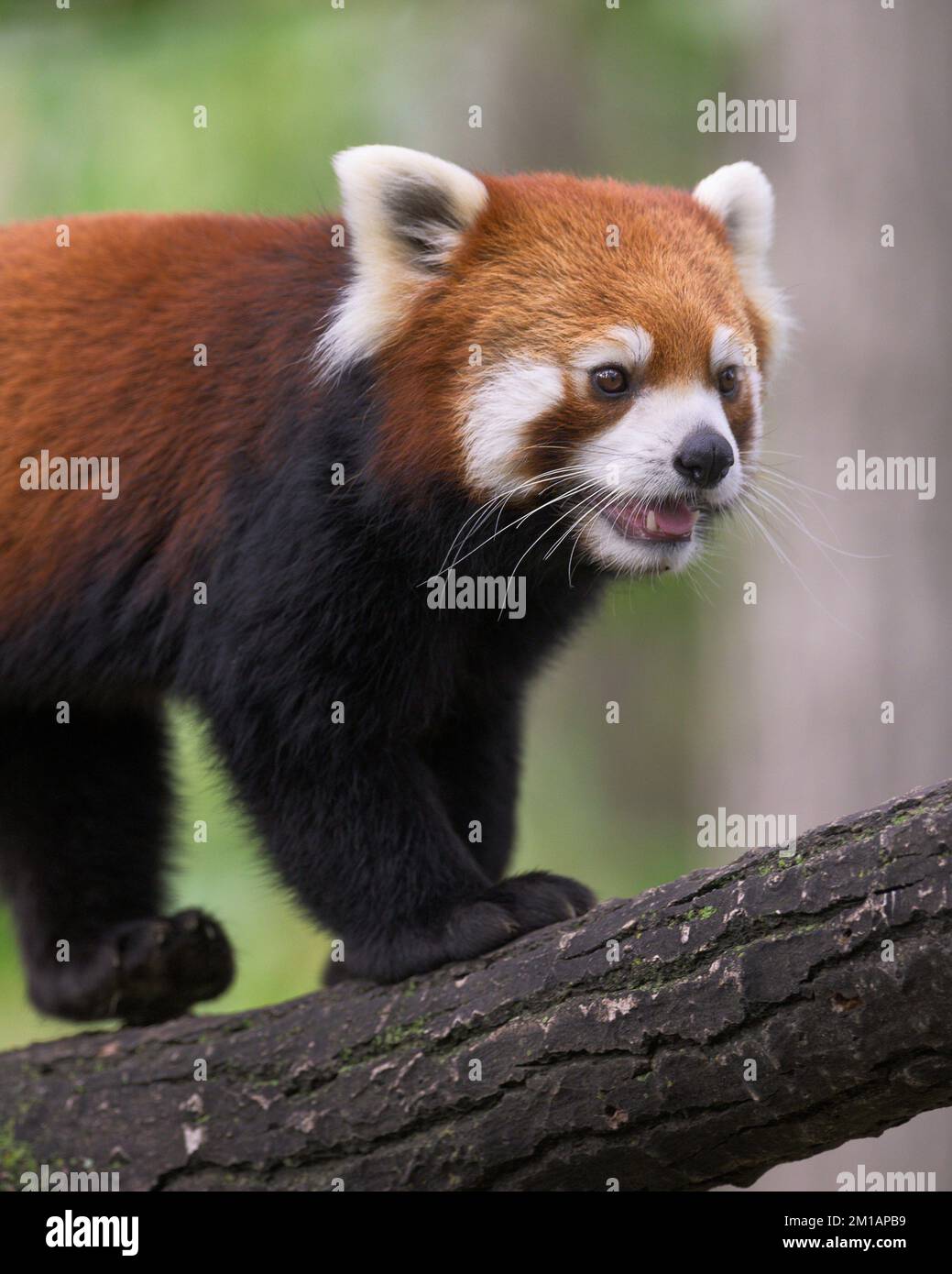 Jeune mâle, panda rouge (Ailuris fulgens) grimpant sur la branche d'arbre Banque D'Images