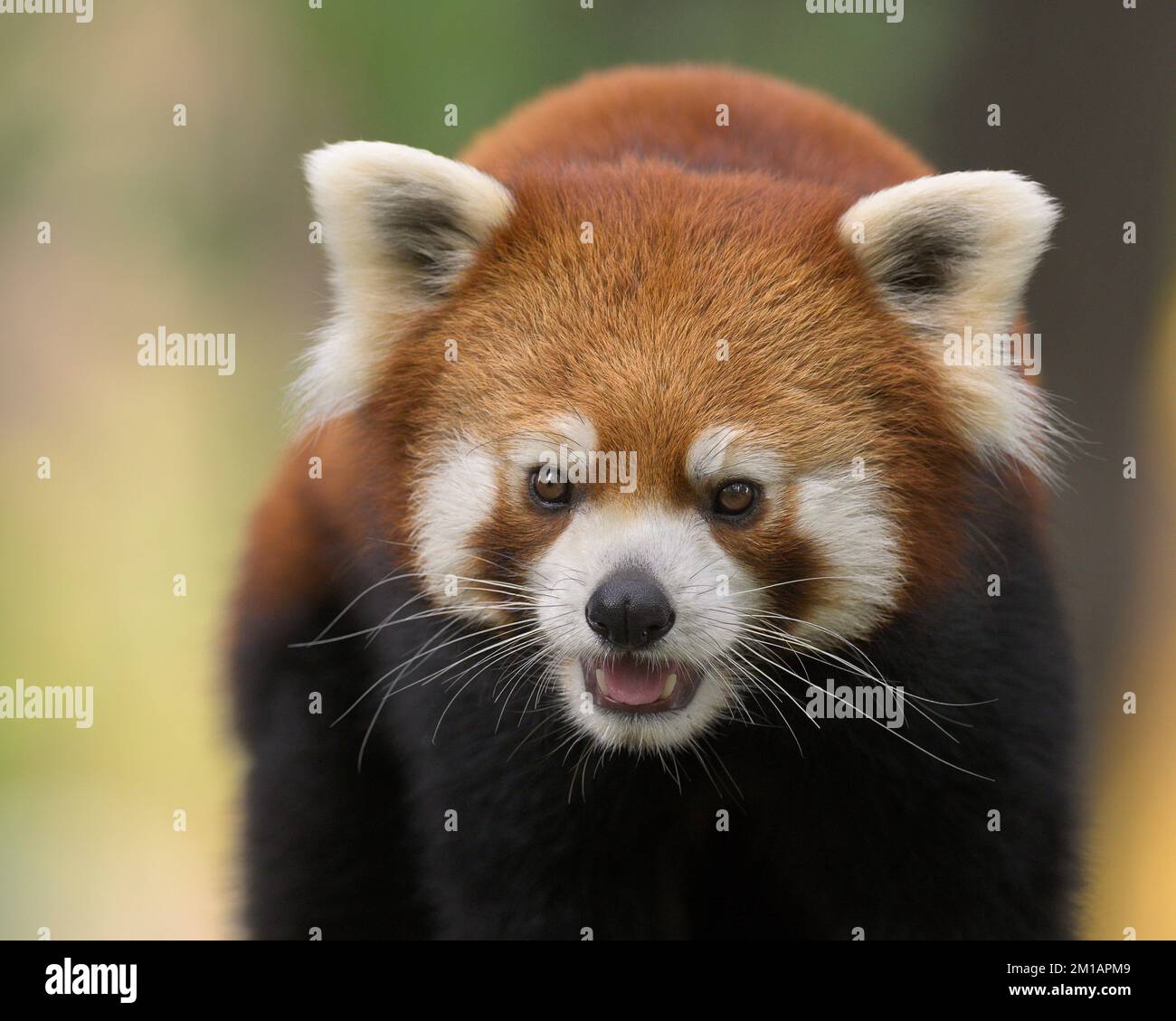 Jeune homme rouge panda (Ailuris fulgens) portrait de gros plan Banque D'Images