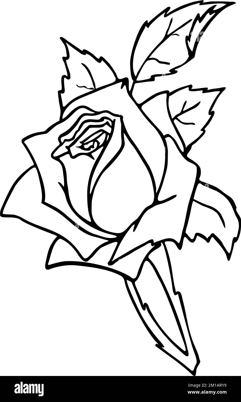 dessin de contour noir d'une grande fleur rose sur fond blanc, élément isolé, décor Banque D'Images