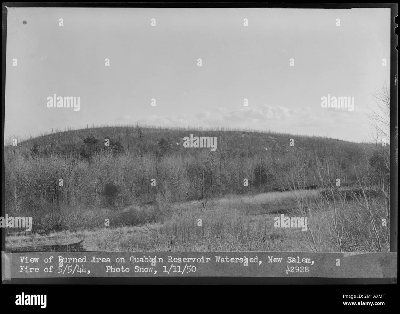 Vue de la zone brûlée sur le bassin hydrographique du réservoir Quabbin, feu de 5 mai 1944, New Salem, Mass., 11 janv. 1950 , ouvrages d'eau, réservoirs, structures de distribution d'eau, bassins hydrographiques, gestion des incendies Banque D'Images