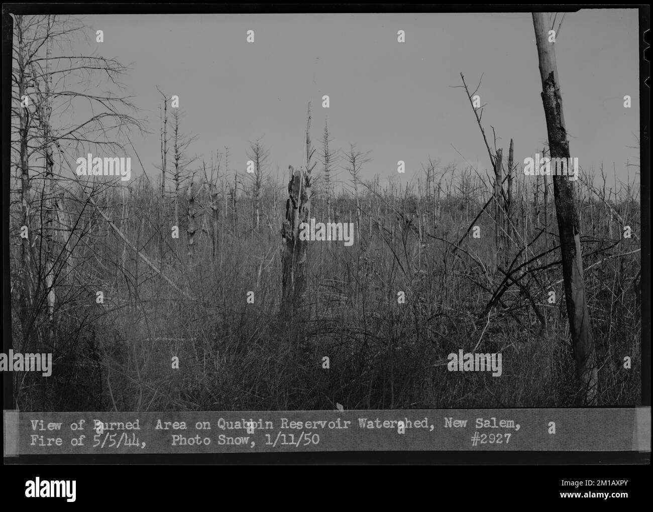 Vue de la zone brûlée sur le bassin hydrographique du réservoir Quabbin, feu de 5 mai 1944, New Salem, Mass., 11 janv. 1950 , ouvrages d'eau, réservoirs, structures de distribution d'eau, bassins hydrographiques, gestion des incendies Banque D'Images